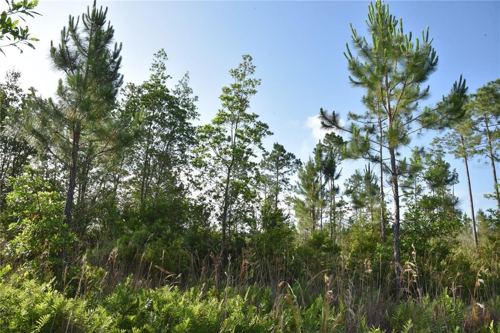 For Sale: $69,900 (7.84 acres)