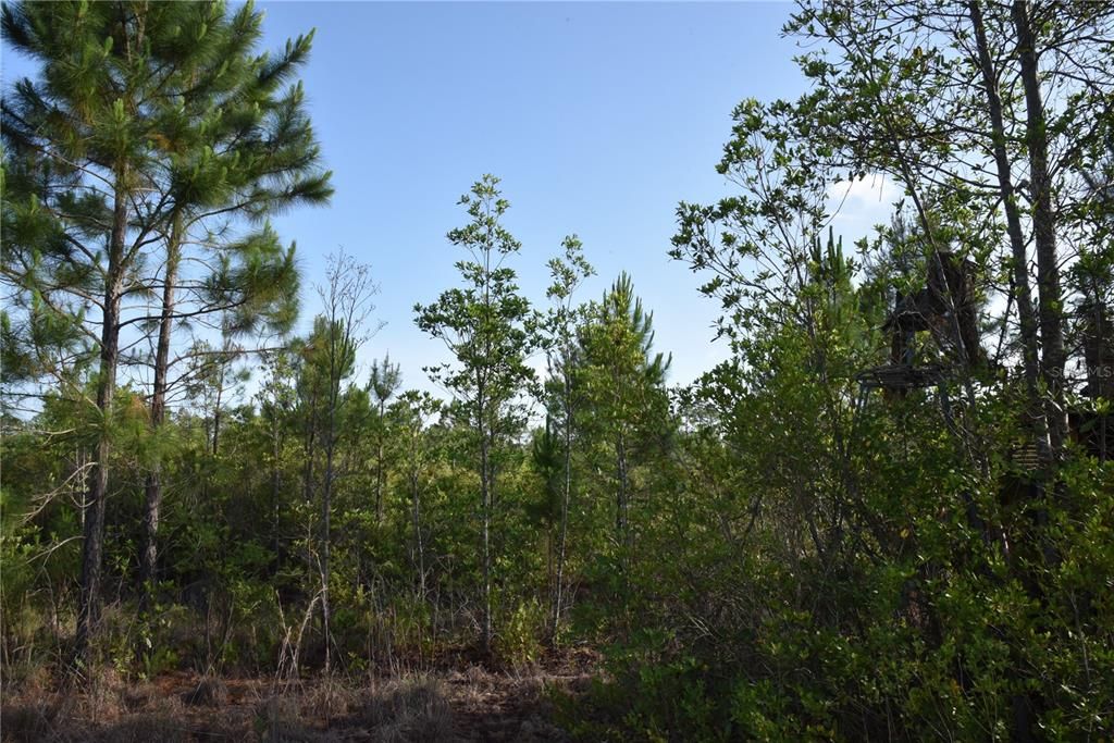 For Sale: $69,900 (7.84 acres)