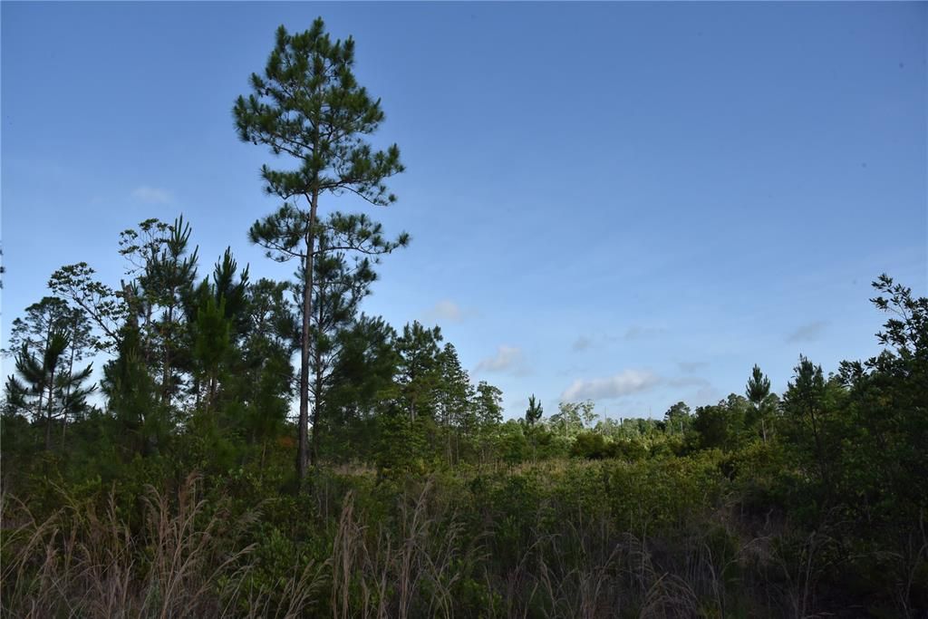 For Sale: $69,900 (7.84 acres)