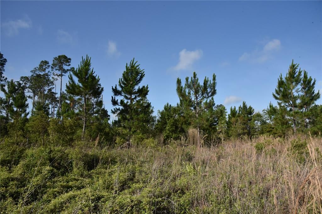 For Sale: $69,900 (7.84 acres)