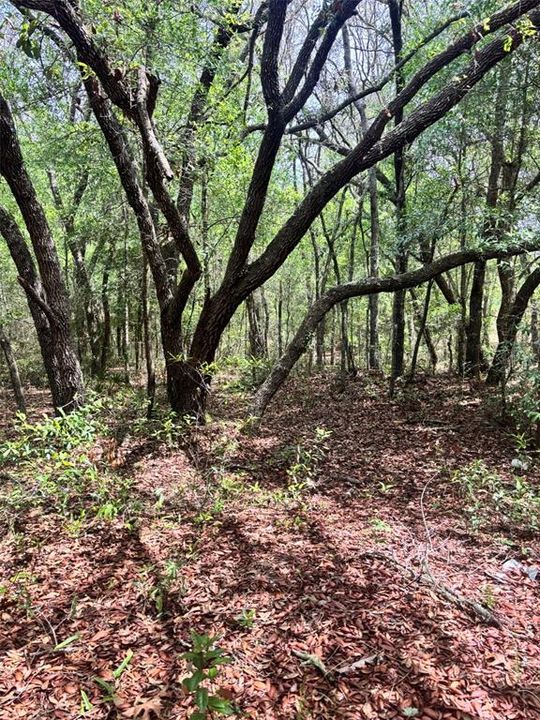 For Sale: $28,000 (1.25 acres)