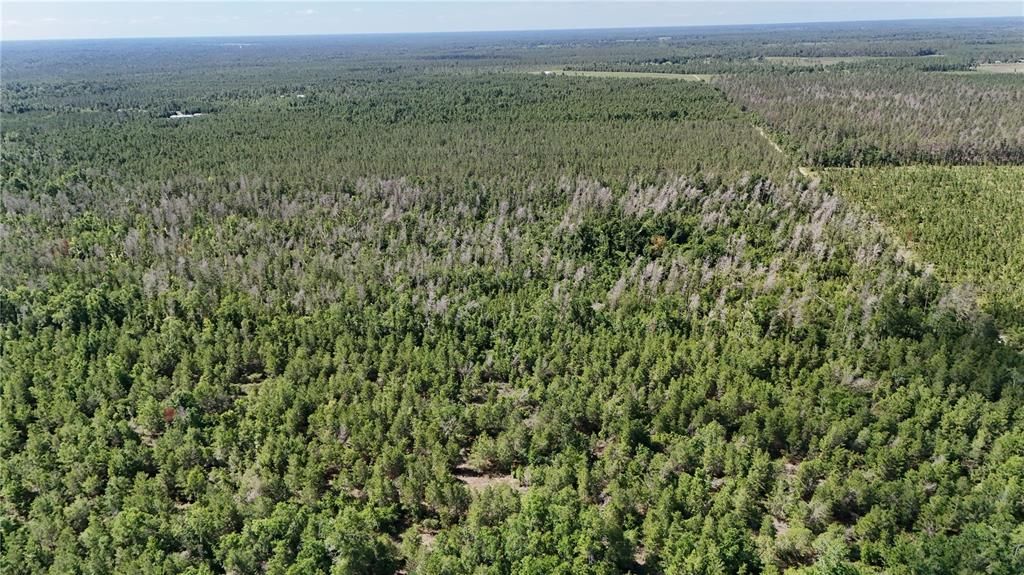 На продажу: $239,900 (41.18 acres)