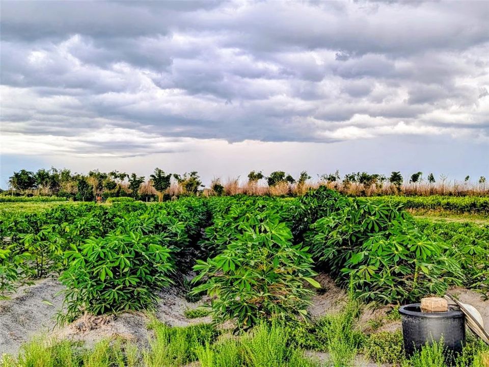 待售: $249,900 (10.00 acres)