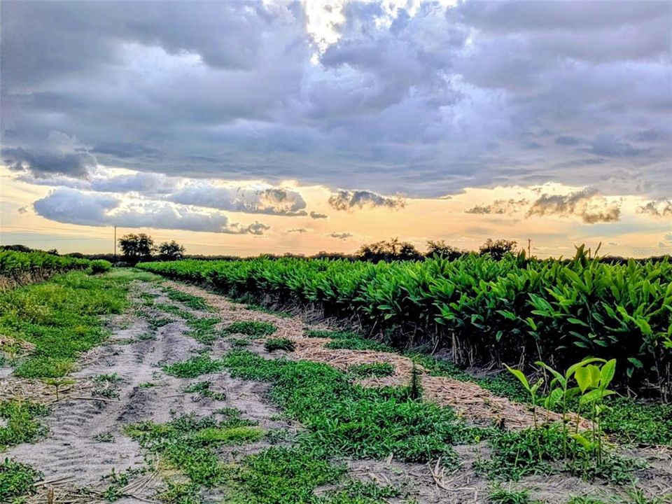 待售: $249,900 (10.00 acres)
