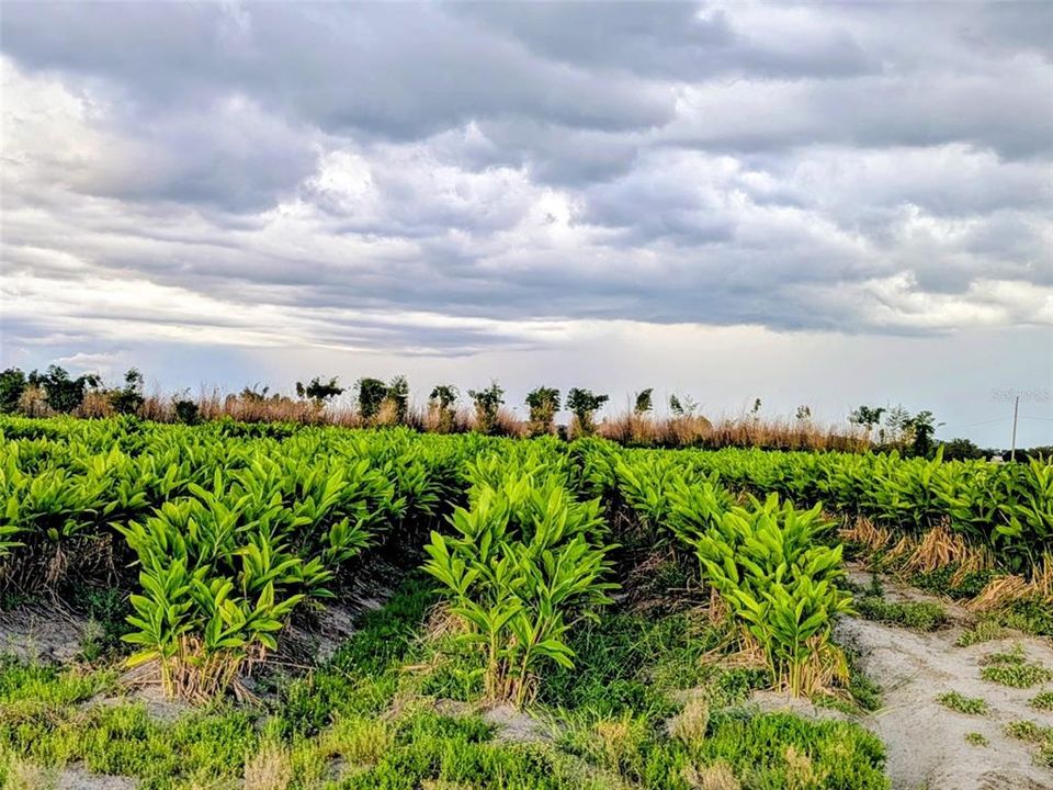 待售: $249,900 (10.00 acres)