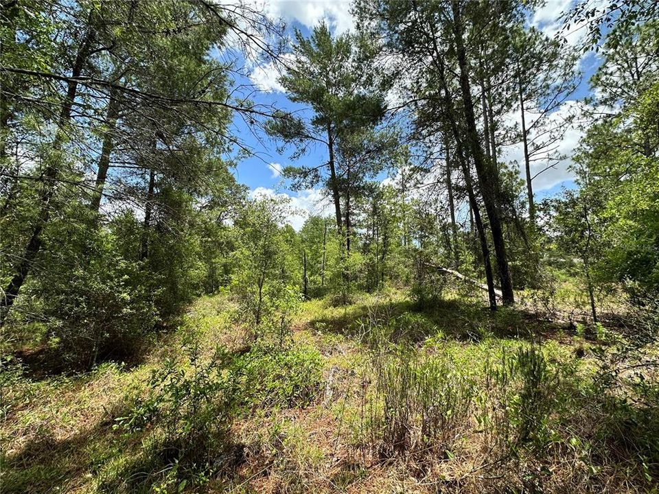 For Sale: $14,000 (0.66 acres)