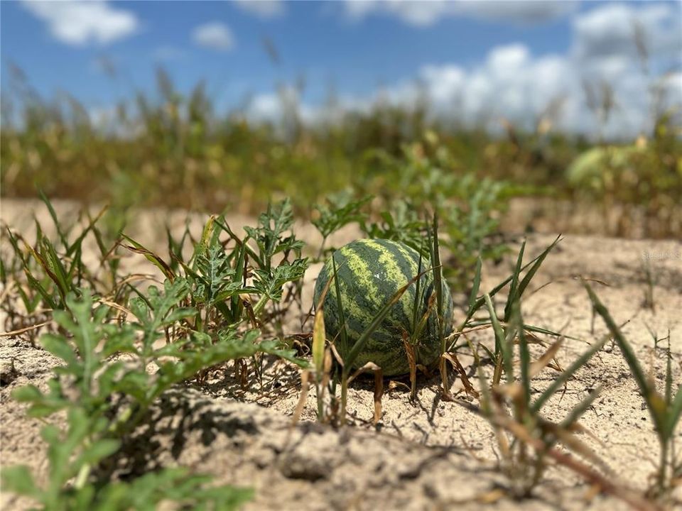 For Sale: $14,000 (0.66 acres)