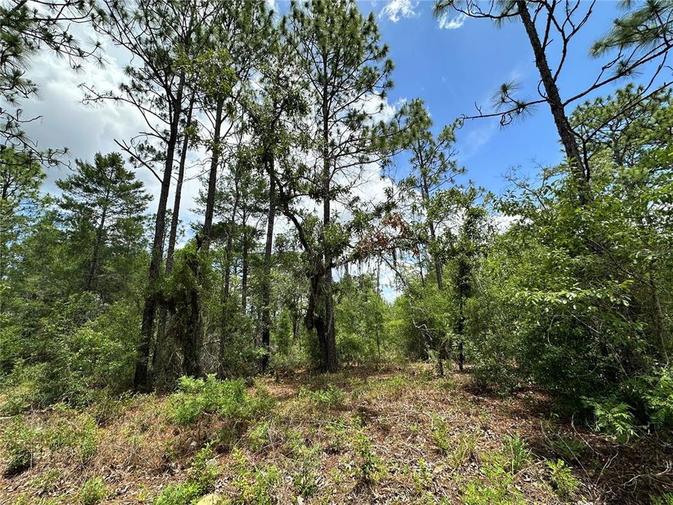 For Sale: $14,000 (0.66 acres)