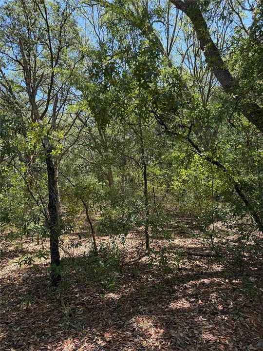 For Sale: $30,000 (1.25 acres)