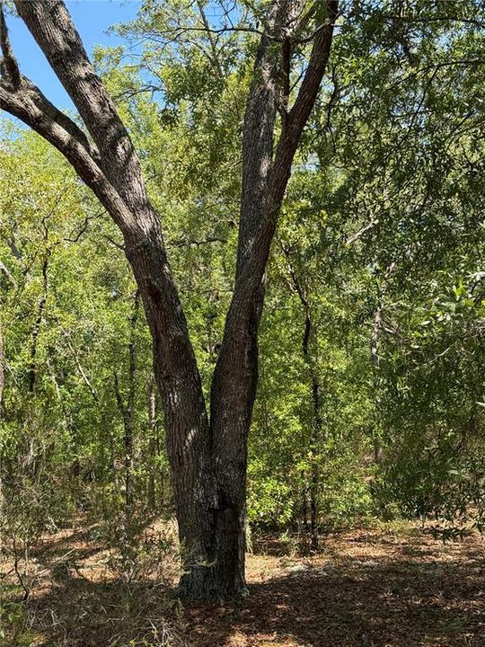 For Sale: $30,000 (1.25 acres)