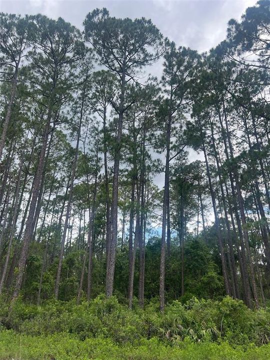 待售: $7,300 (0.23 acres)