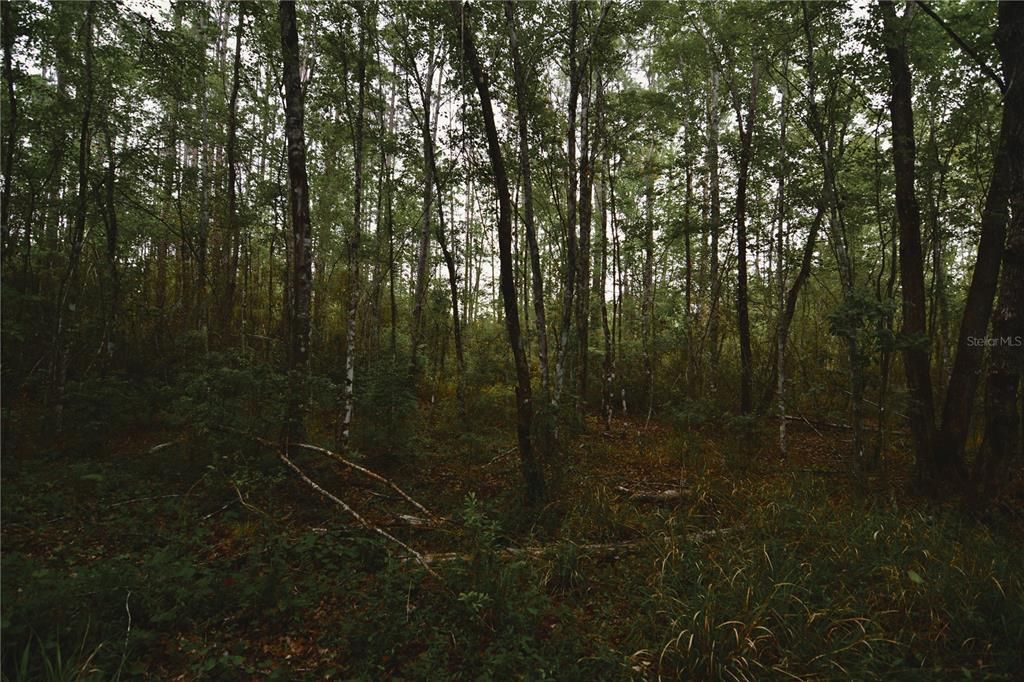 待售: $105,000 (15.00 acres)