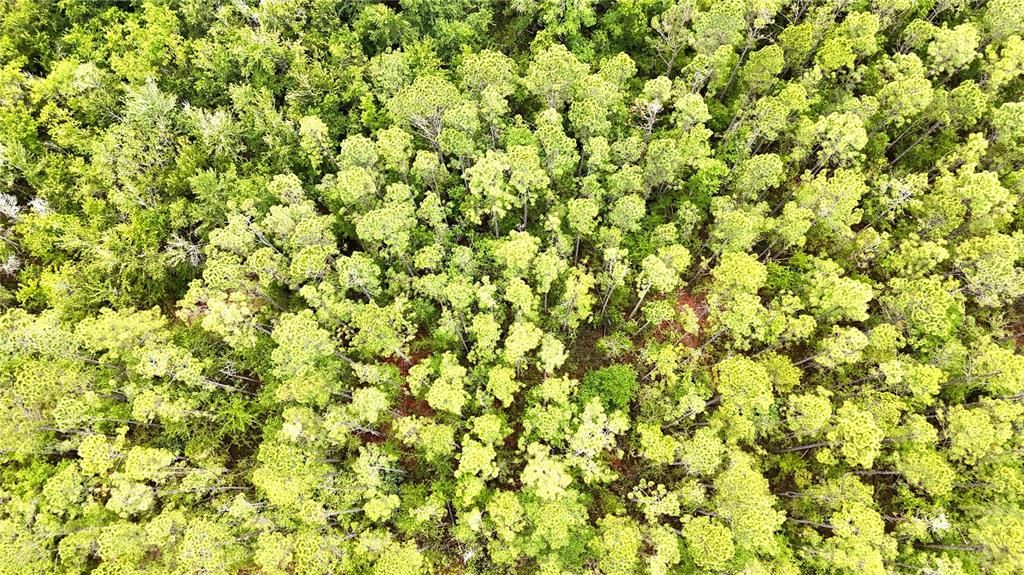 待售: $105,000 (15.00 acres)