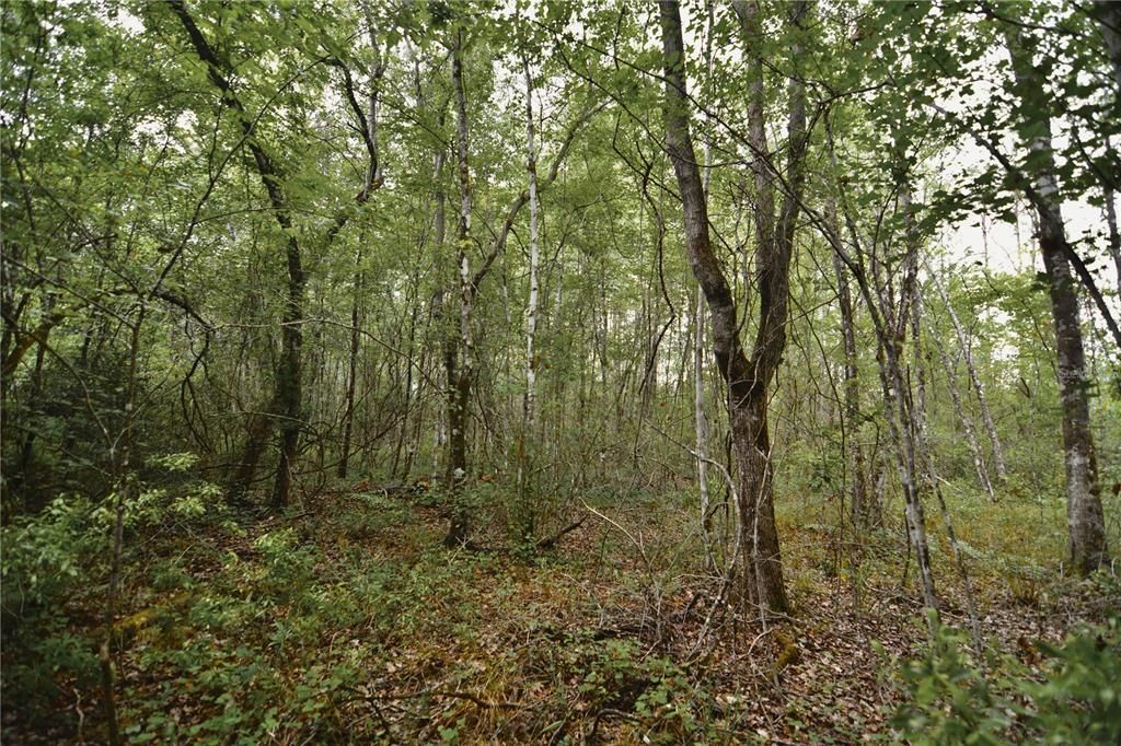 待售: $105,000 (15.00 acres)