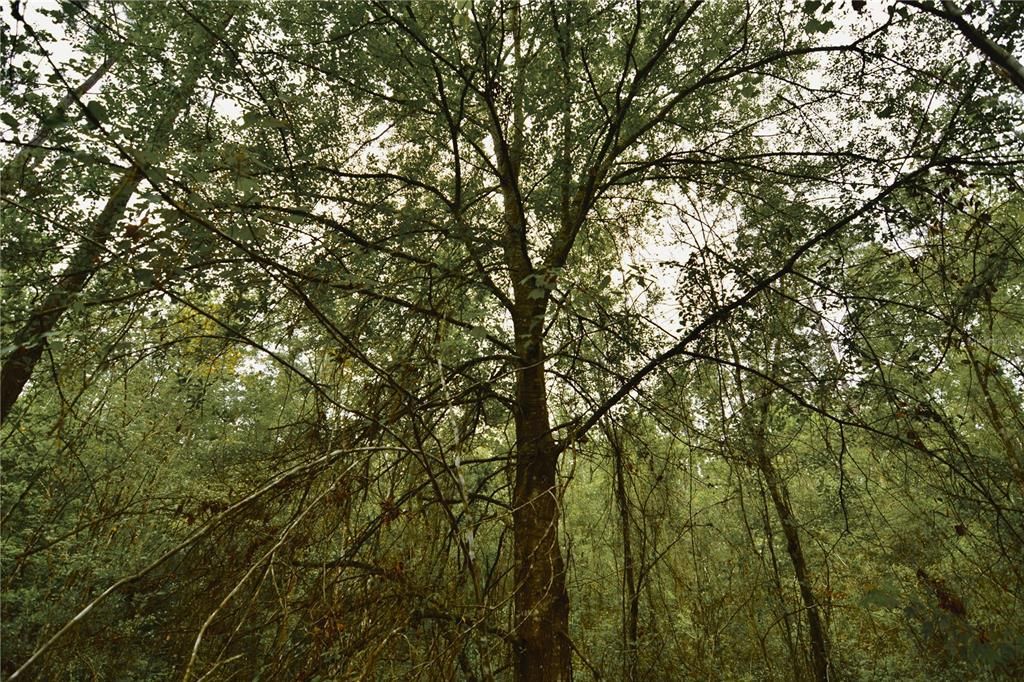 待售: $105,000 (15.00 acres)