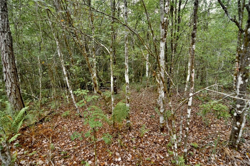 待售: $105,000 (15.00 acres)