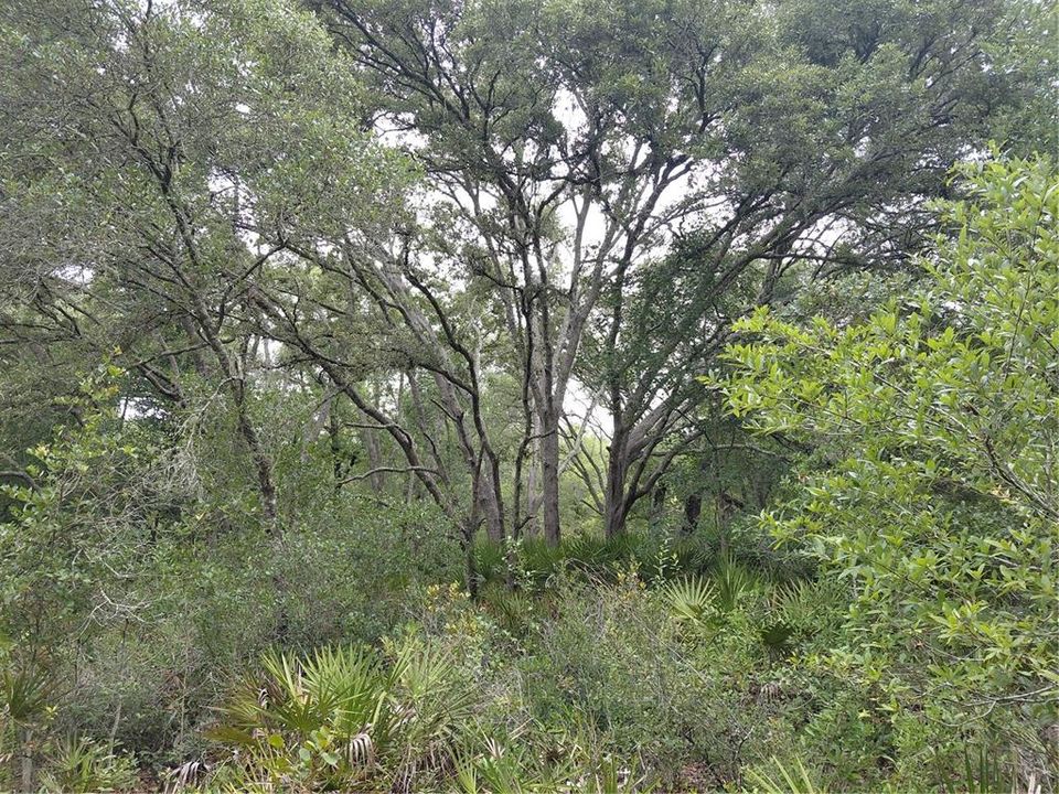 待售: $49,000 (0.97 acres)