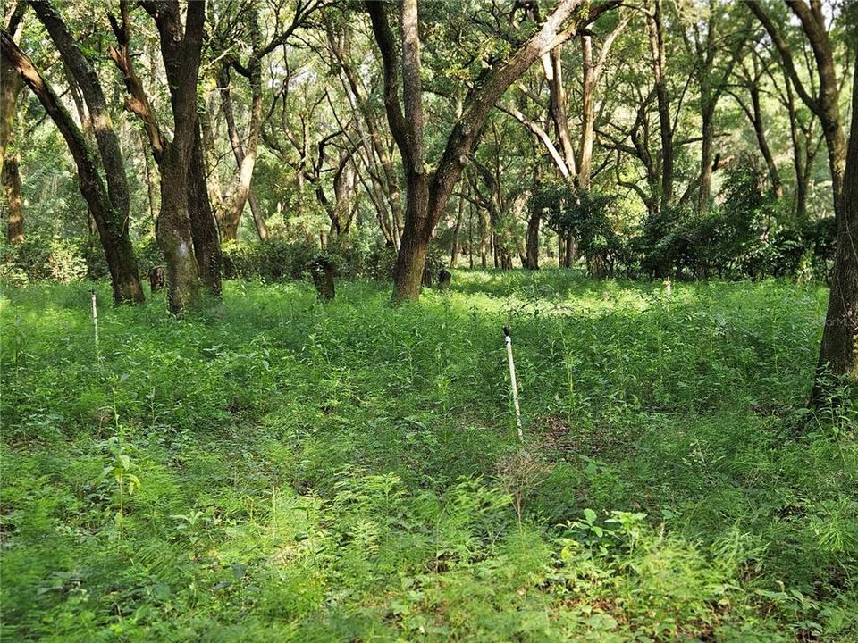 En Venta: $600,000 (20.00 acres)
