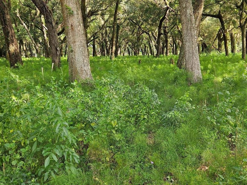 En Venta: $600,000 (20.00 acres)