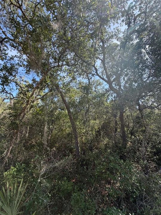 En Venta: $23,000 (0.63 acres)