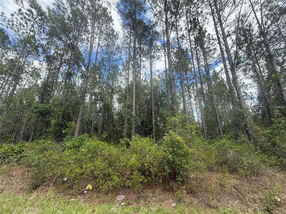 For Sale: $204,000 (17.84 acres)