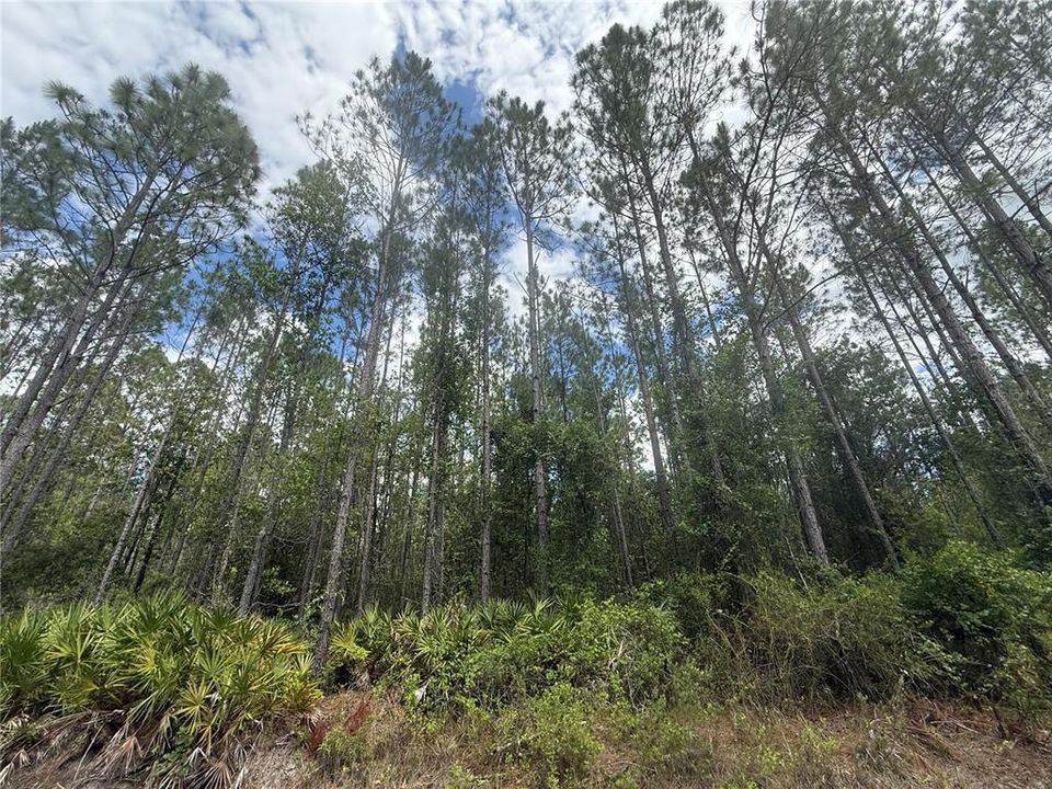 For Sale: $204,000 (17.84 acres)
