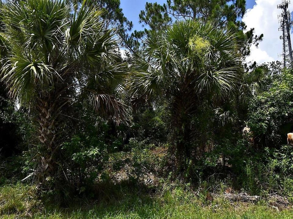 На продажу: $23,000 (0.30 acres)