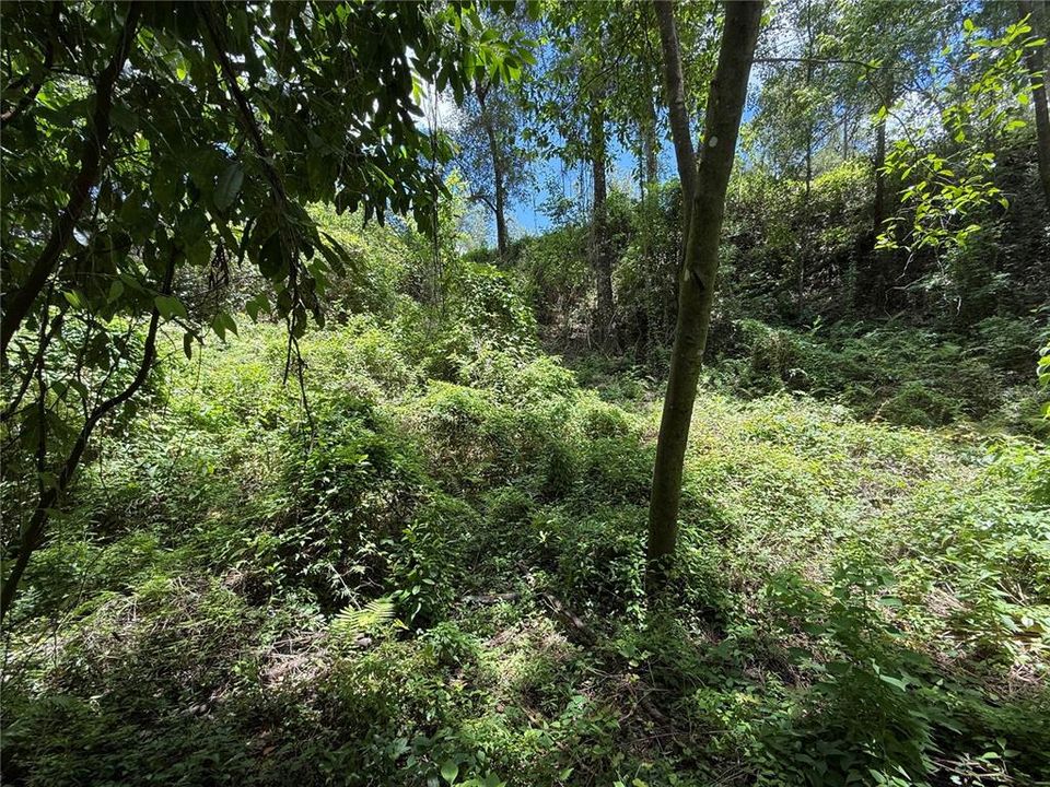 For Sale: $85,000 (1.18 acres)
