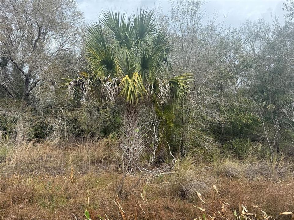 En Venta: $27,900 (1.25 acres)
