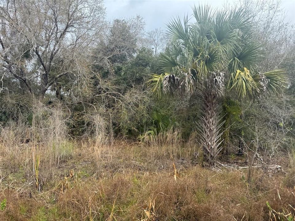 En Venta: $27,900 (1.25 acres)
