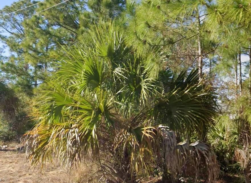 For Sale: $22,500 (0.25 acres)