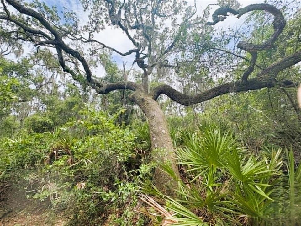 待售: $275,000 (10.00 acres)
