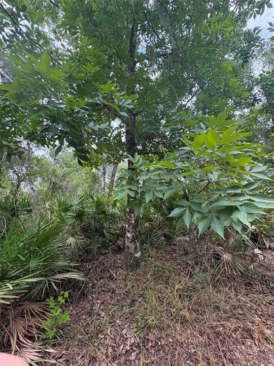 待售: $275,000 (10.00 acres)