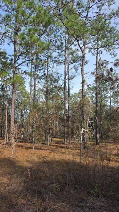 待售: $15,999 (0.25 acres)