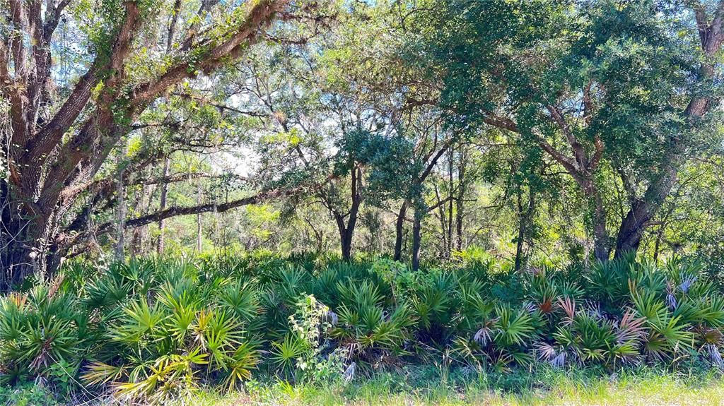 For Sale: $49,999 (1.05 acres)
