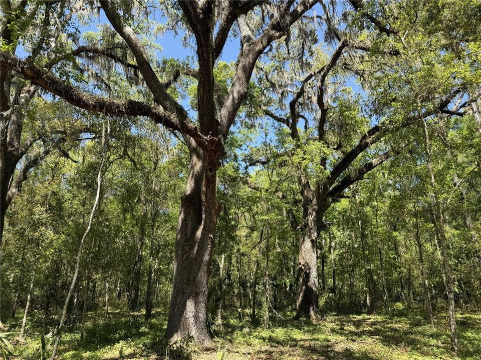 For Sale: $399,910 (13.79 acres)