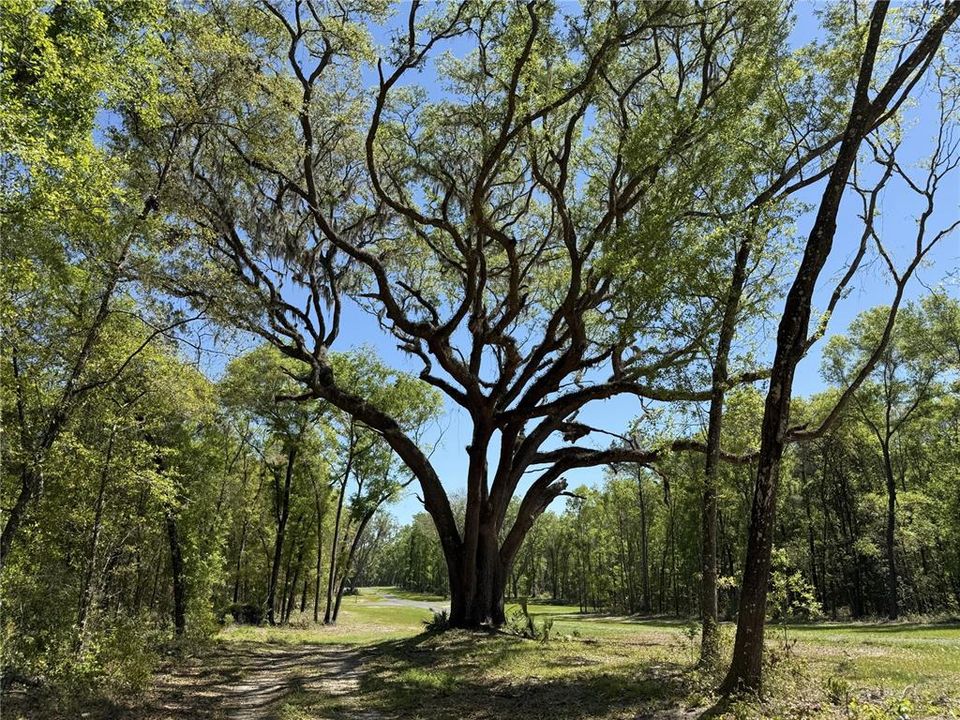 For Sale: $399,910 (13.79 acres)