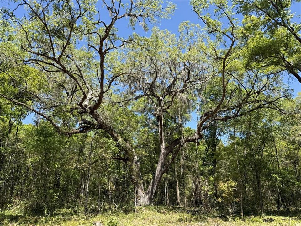 For Sale: $399,910 (13.79 acres)