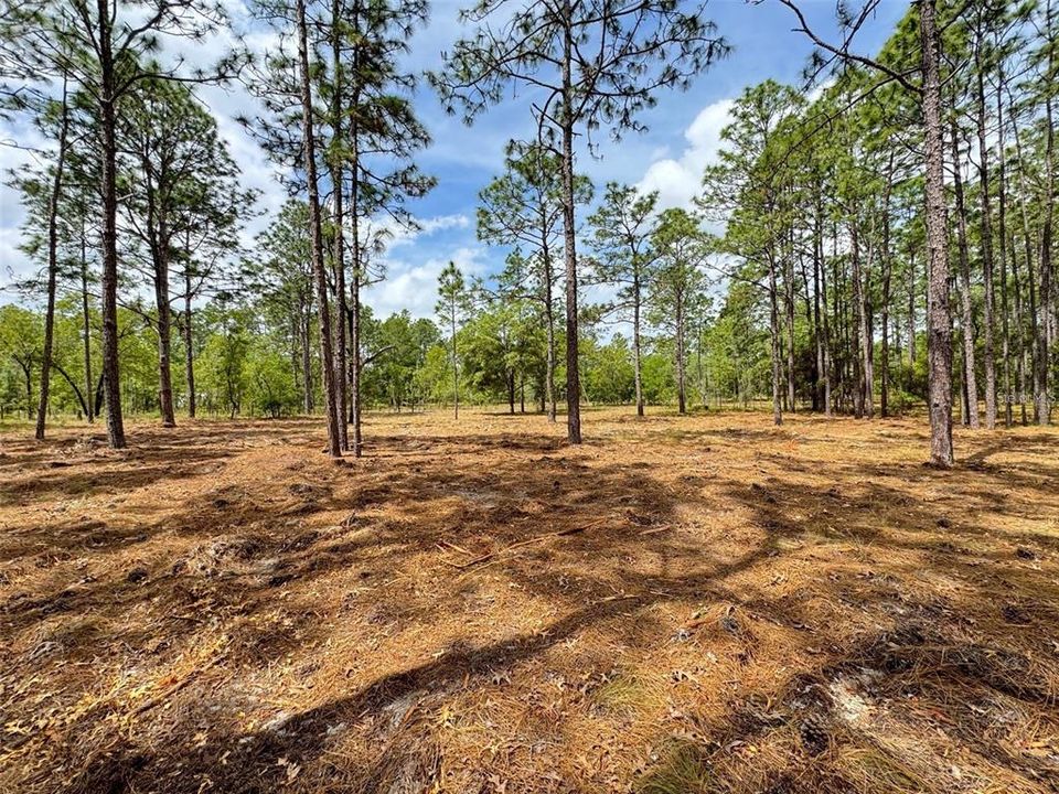 For Sale: $31,900 (0.99 acres)