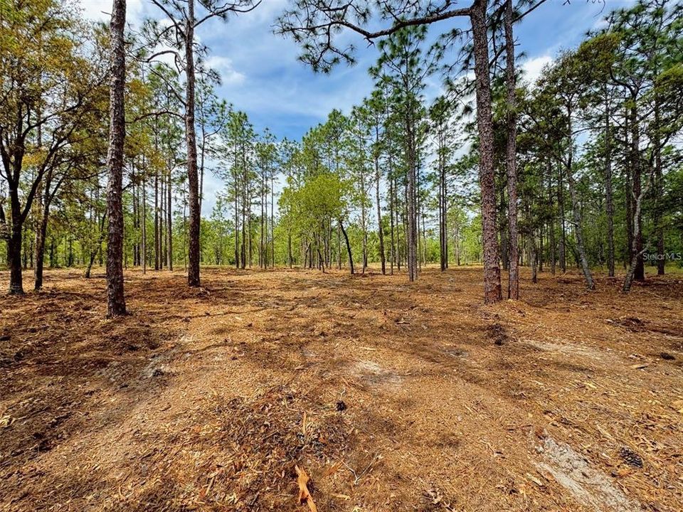 For Sale: $31,900 (0.99 acres)