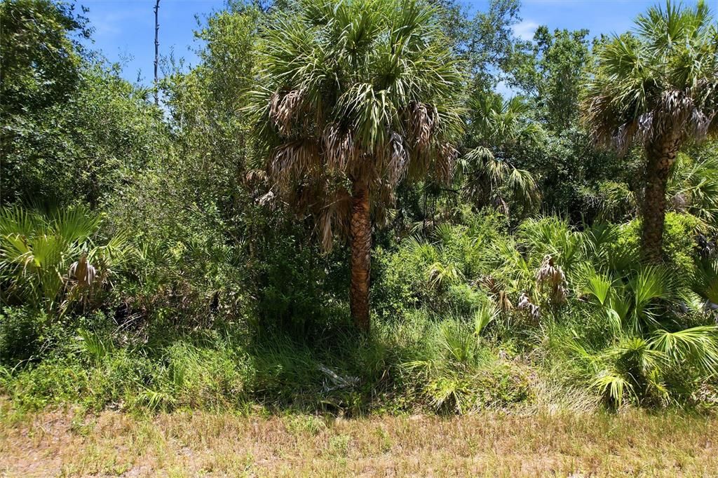 For Sale: $19,000 (0.23 acres)