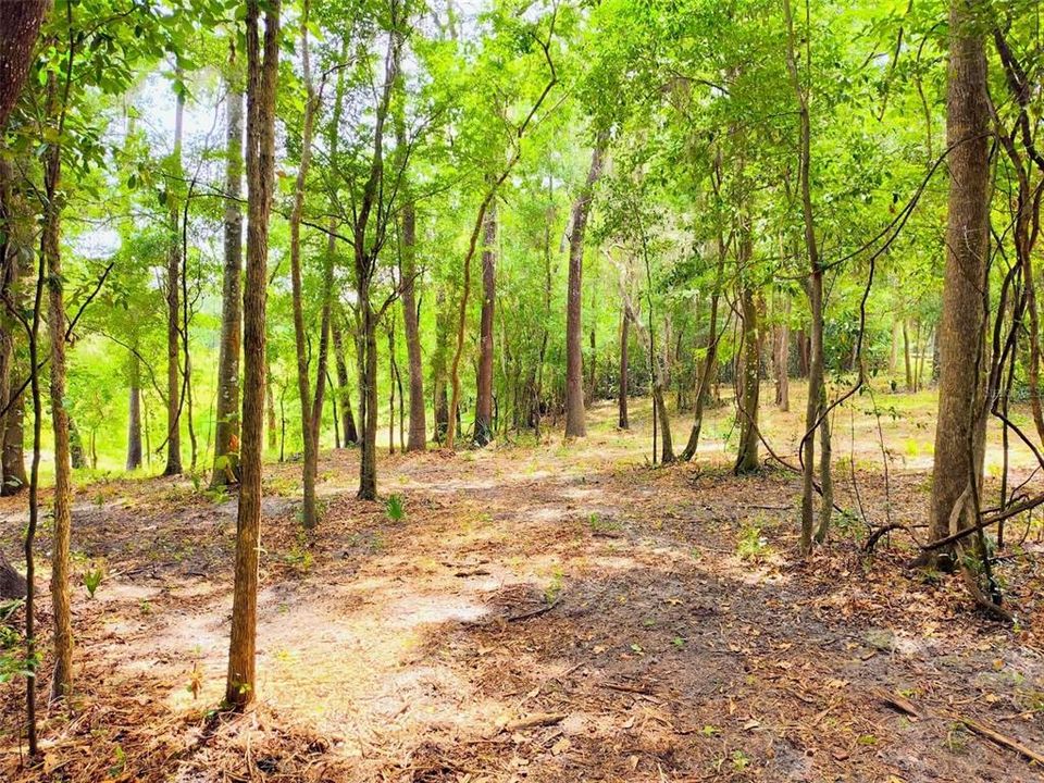 For Sale: $50,000 (0.31 acres)