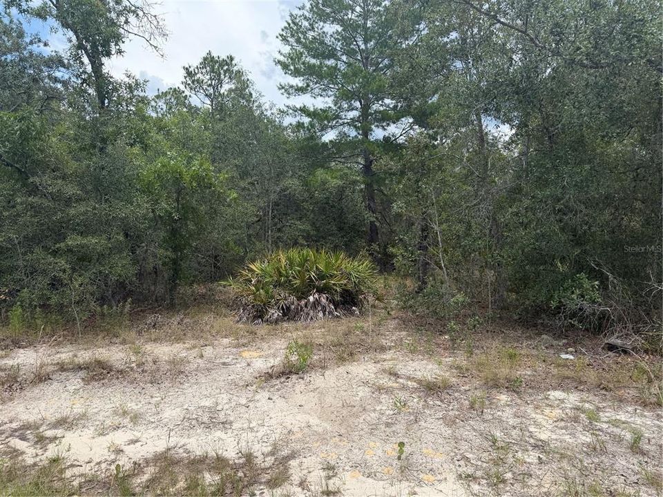 For Sale: $50,000 (1.17 acres)