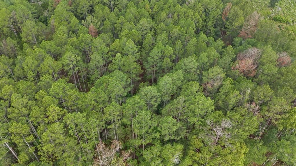 En Venta: $275,000 (26.14 acres)