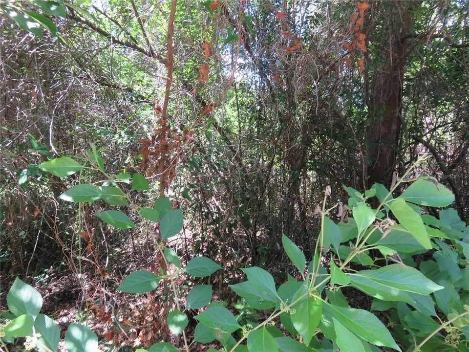 For Sale: $27,000 (0.23 acres)