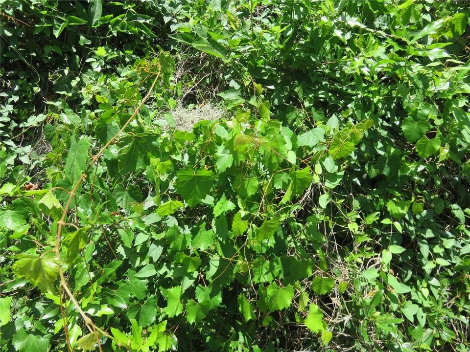 For Sale: $27,000 (0.23 acres)