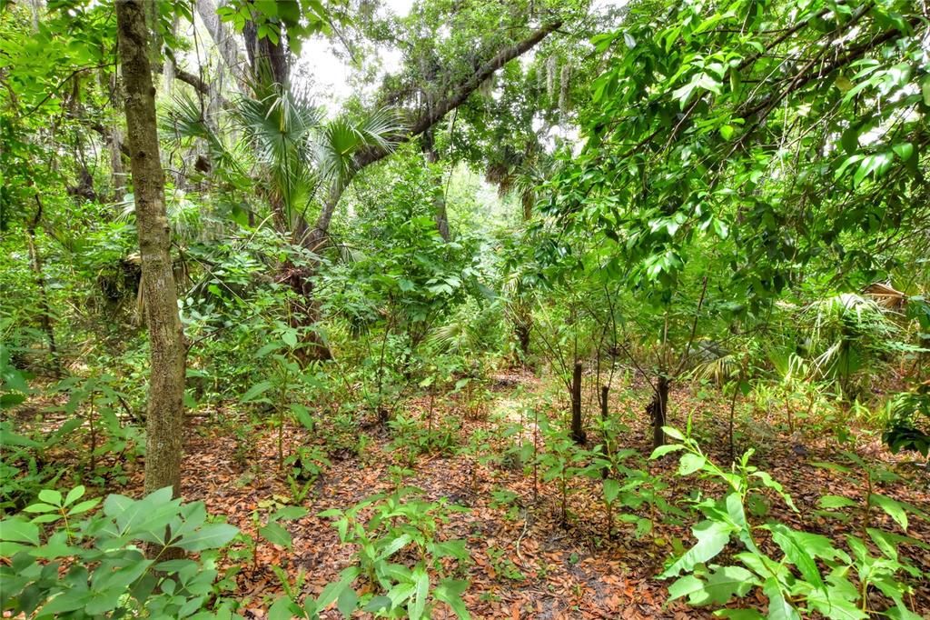 For Sale: $400,000 (5.00 acres)
