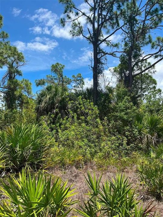 待售: $39,900 (0.25 acres)