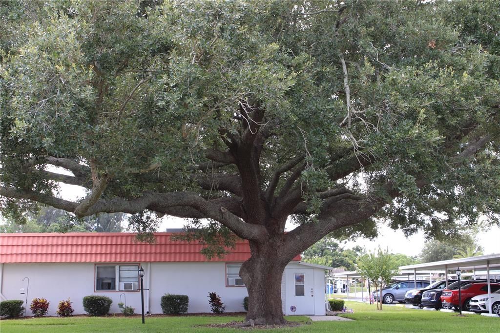 For Sale: $75,000 (1 beds, 1 baths, 800 Square Feet)