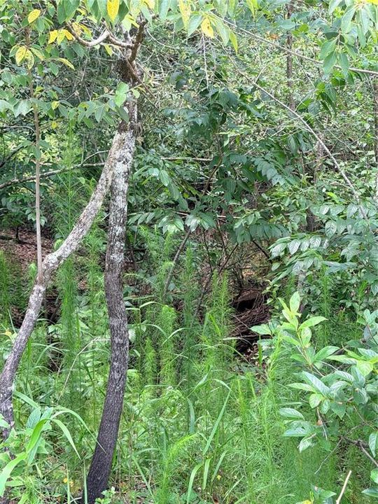 For Sale: $20,800 (0.65 acres)